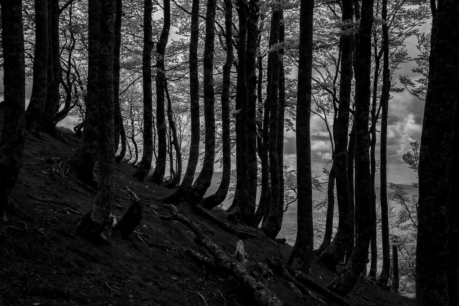 Natures Barcode — Metal