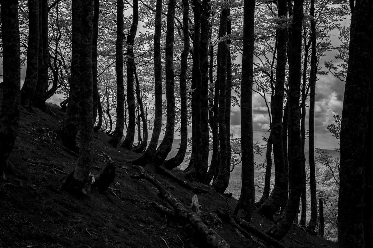 Natures Barcode — Metal
